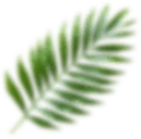 Left floating leaf shadow