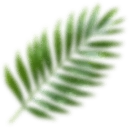 Left floating leaf shadow
