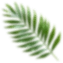 Right floating leaf shadow